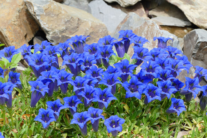 Enzian (Gentiana)
