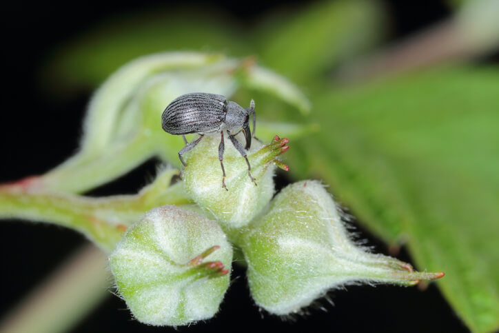 Erdbeerblütenstecher