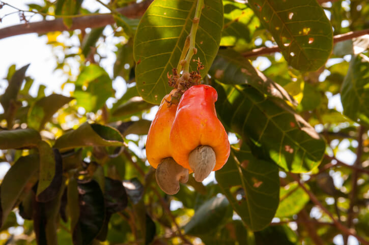 Ernte der Cashewäpfel