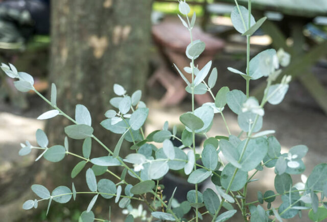 Eukalyptus - Anzucht aus Samen