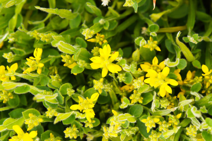 Gewöhnlicher Flügelginster (Genista sagittalis)