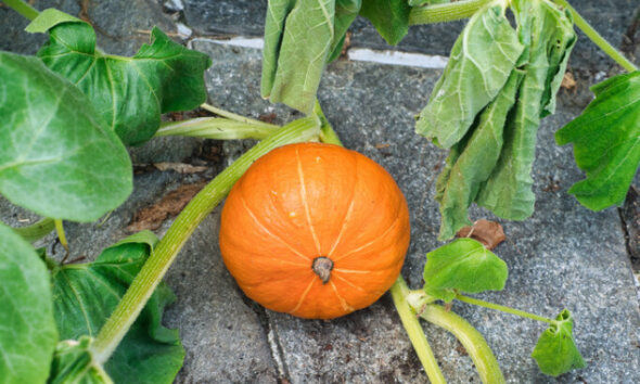 ᐅ Hokkaido Kürbis - die verbreitetsten Sorten