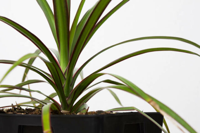 Kanarischer Drachenbaum - Pflege, Bewässerung, Düngergaben und Vermehrung