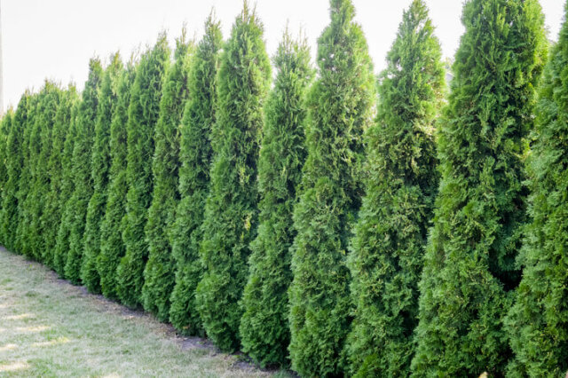 Koniferen - Pflanzenauswahl, Tipps und Tricks für Hecken