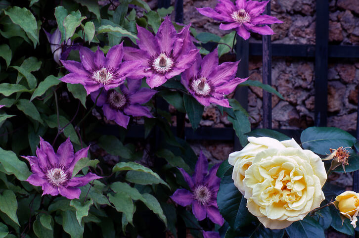 Korrekter Pflanzabstand