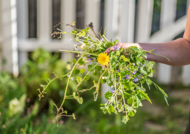 Löwenzahn - so bekämpft man das Unkraut im Garten!