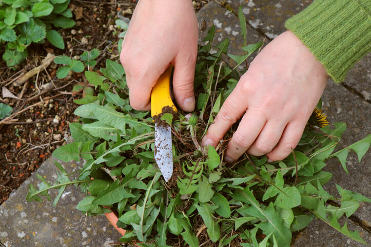 Löwenzahn zwischen Pflastersteinen