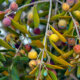 Olivenbaum - Krankheitsbild, Ursachen und Gegenmaßnahmen eines Pilzbefalls