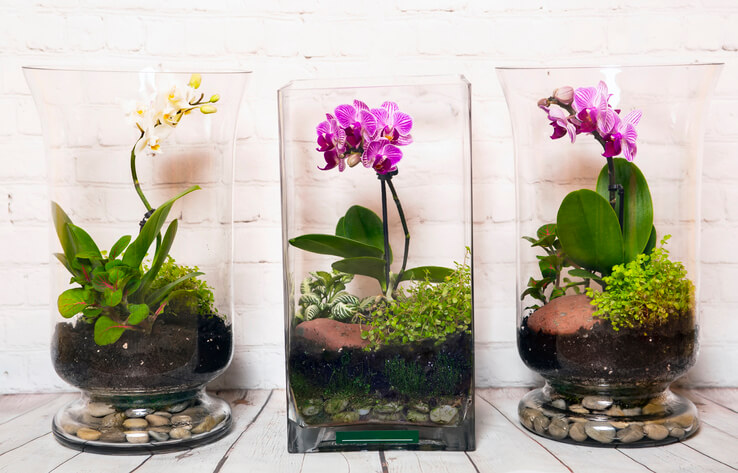 Orchideen in Aquarien mit Substrat