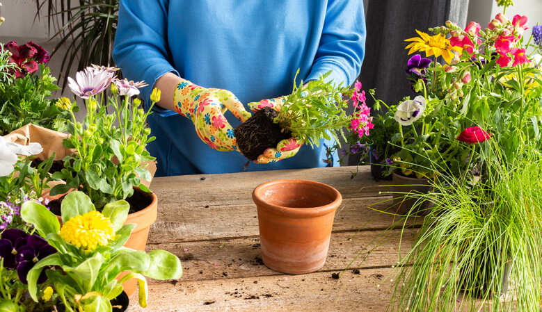 Pflanzung auf Balkonen