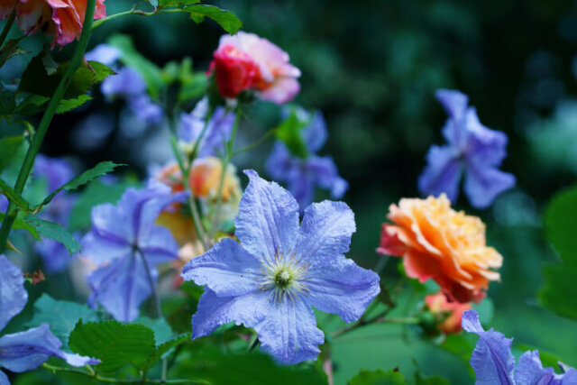 Rosen & Waldreben - richtiges Zusammenpflanzen