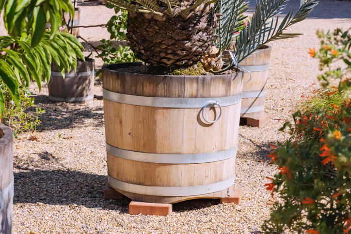 Schutz von Bäumen in Kübelkultur