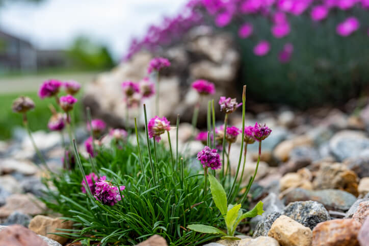 Strand-Grasnelke (Armeria maritima)
