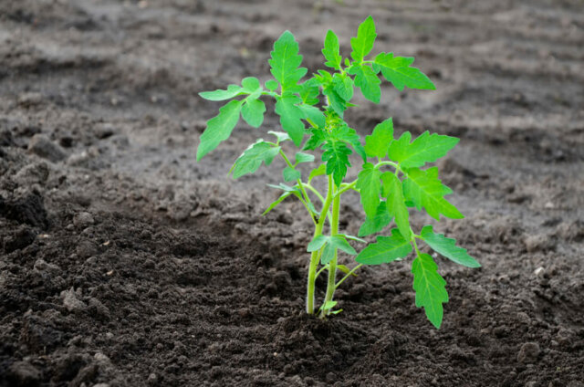 Tomaten - richtige Gewinnung von Ablegern