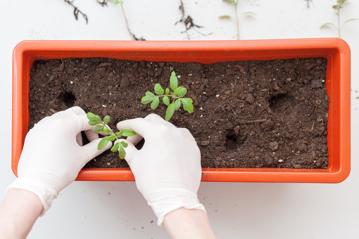 Umpflanzen von Kübeltomaten