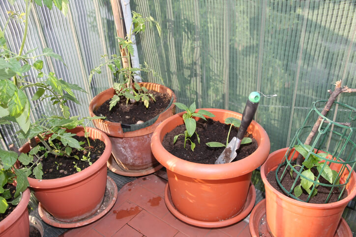Umsiedlung auf den Balkon