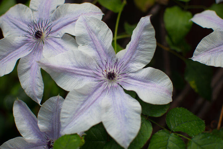 Wissenswertes zur Auswahl der Sorten