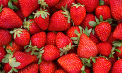 Erdbeeren - Erkennung und Bekämpfung von Schädlingen