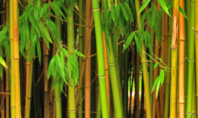 Bambus - wann und wie teilt man das Süßgras?
