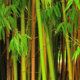 Bambus - wann und wie teilt man das Süßgras?