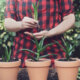 Aloe Vera - Vermehrung durch Ableger