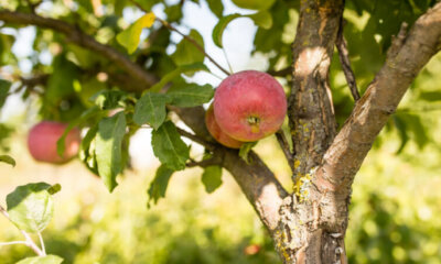 Apfelbaum - gängige Vermehrungsmethoden