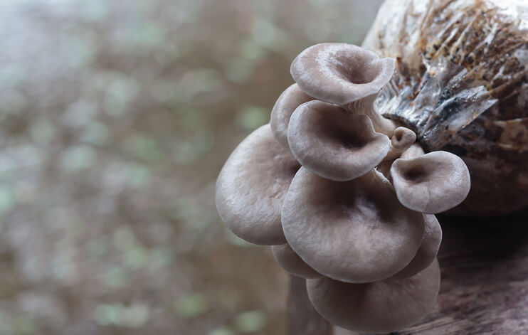 Aufzucht in Plastikbeuteln