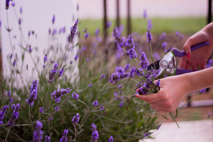 Auswahl und Vorbereitung der Stängel
