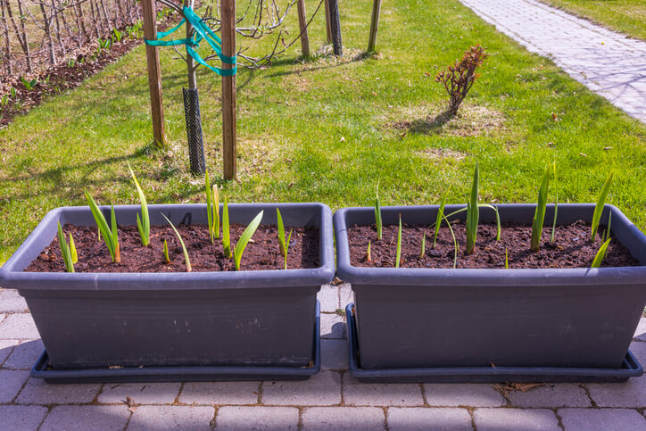 Auswahl von Substrat und Pflanzgefäß