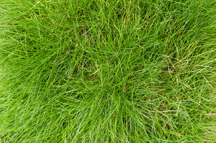 Bärenfellgras (Festuca gautieri)