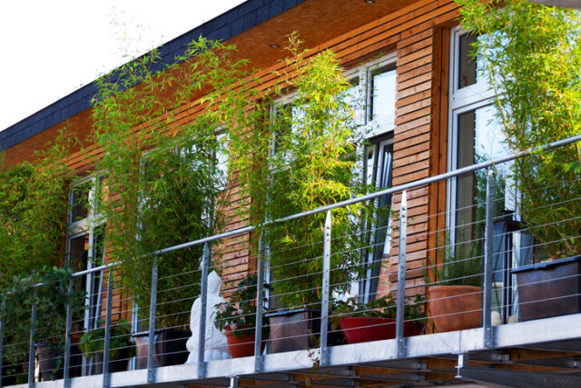 Balkonkästen - passende Pflanzen als Sichtschutz