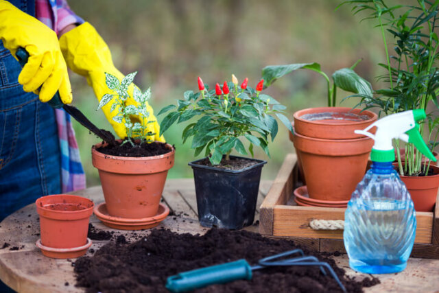 Balkonpflanzen - passende Blumenerde