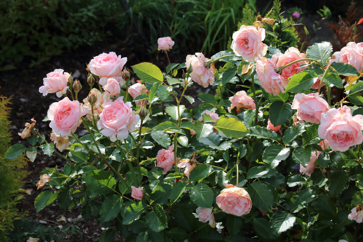 Beetrosen mit langer Blütezeit