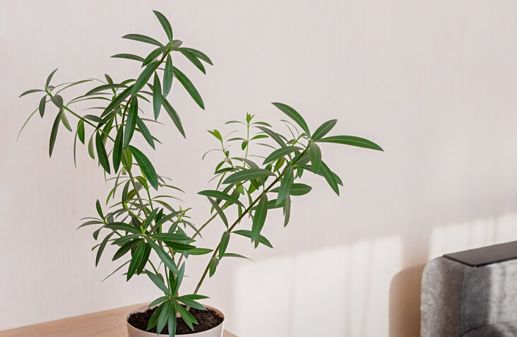 Beschnitt von Oleander als Bonsais
