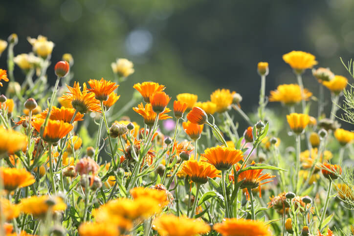 Blumen für Naturgärten