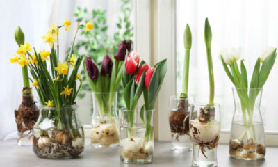 Blumenzwiebeln im Glas - tolle Deko-Ideen