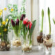 Blumenzwiebeln im Glas - tolle Deko-Ideen