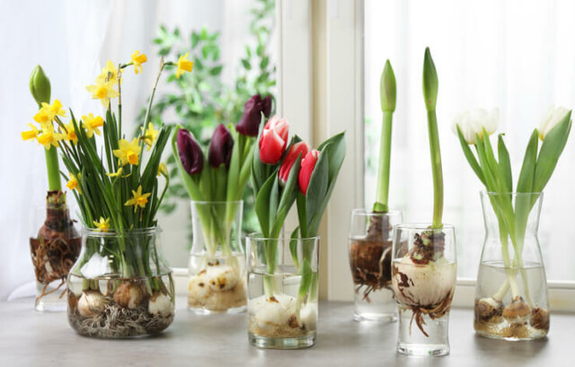 Blumenzwiebeln im Glas - tolle Deko-Ideen