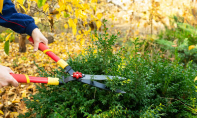 Buchsbäume - so gelingt der Beschnitt im Herbst!