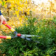 Buchsbäume - so gelingt der Beschnitt im Herbst!