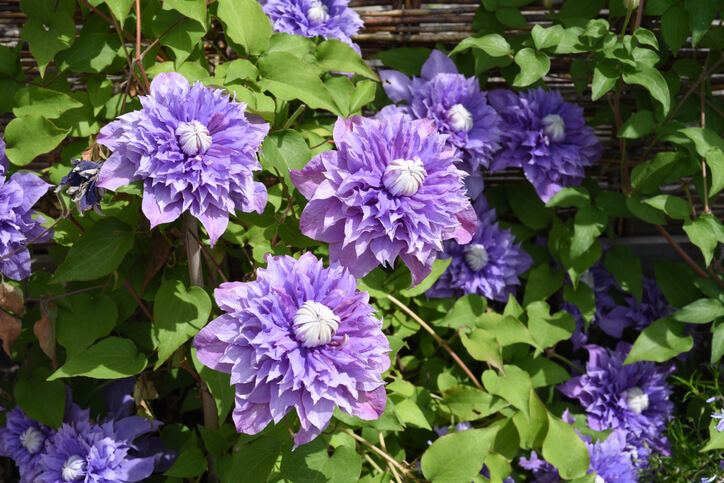 Clematis 'Multi Blue'