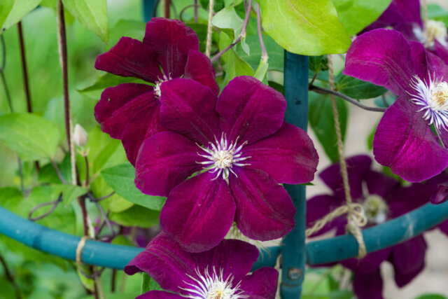 Clematis - kreative Ideen für Rankhilfen
