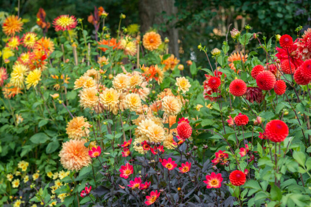 Dahlien - Überblick der Sorten