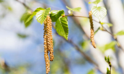 Die Frucht der Birke - alle Informationen