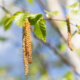 Die Frucht der Birke - alle Informationen