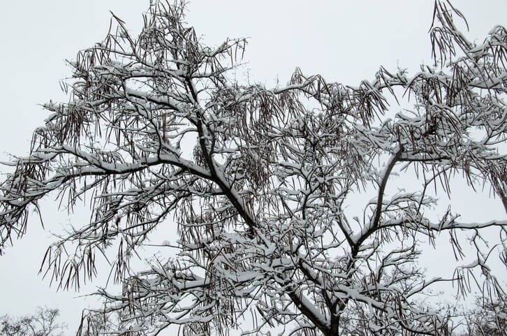 Die Winterhärte älterer Trompetenbäume