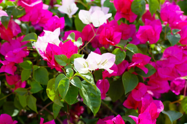 Drillingsblumen - Wissenswertes zur Winterhärte