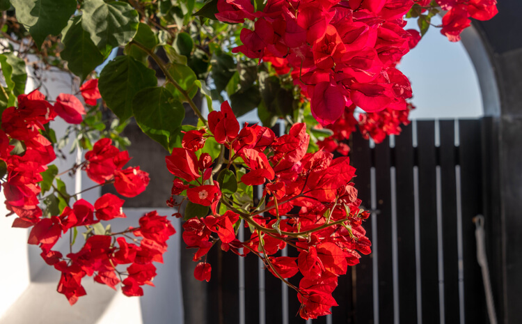 Drillingsblumen - üppig blühende Klettersträucher
