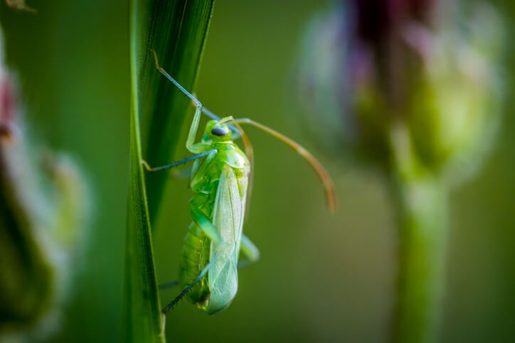 Einsatz natürlicher Feinde