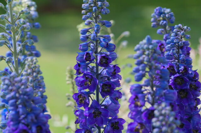 Eisenhut - Merkmale der Samen und Wissenswertes zur Aussaat